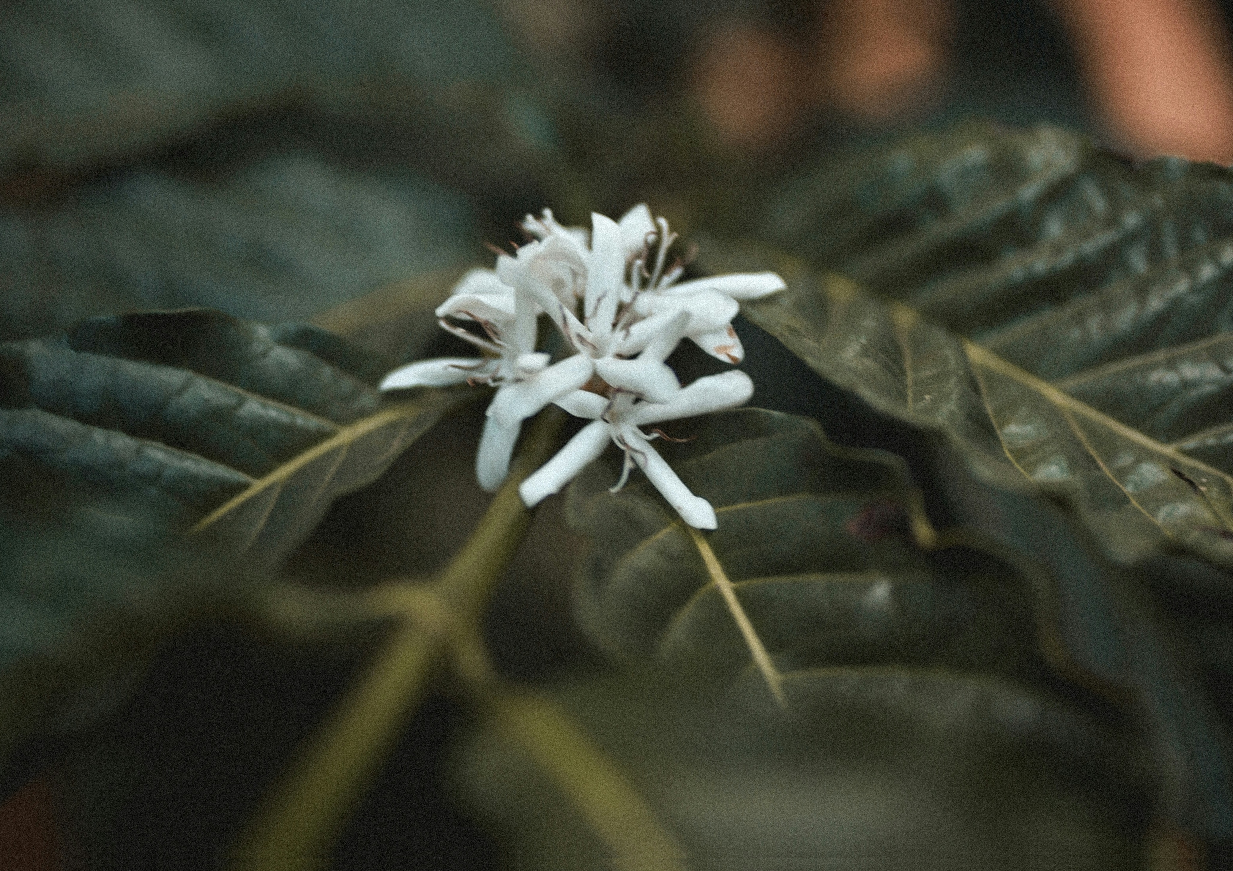 coffee flower